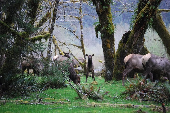 Hoh Rain Forest and Rialto Beach Guided Tour in Olympic National Park - Why this tour works for a first Olympic National Park visit
