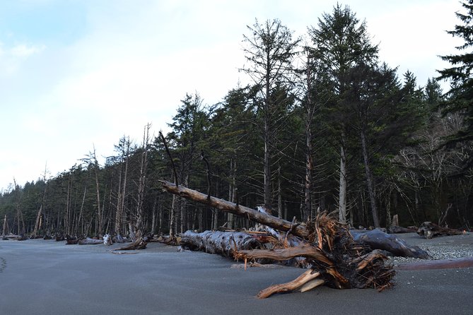 Hoh Rain Forest and Rialto Beach Guided Tour in Olympic National Park - Rialto Beach and the Pacific shoreline