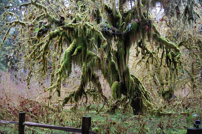 Hoh Rain Forest and Rialto Beach Guided Tour in Olympic National Park - Is $195 a fair price?