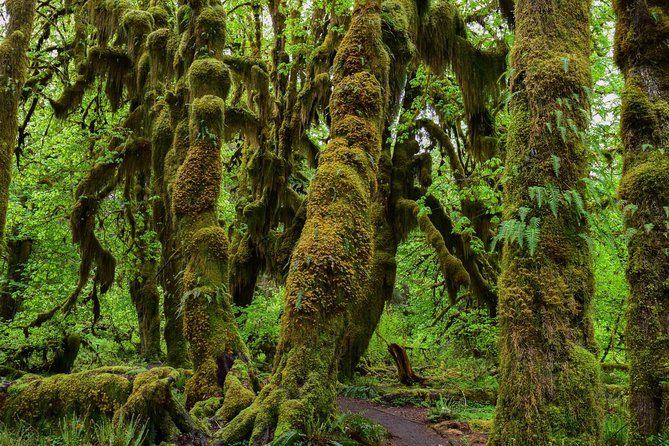 Hoh Rain Forest and Rialto Beach Guided Tour in Olympic National Park - The two-hour ride to the Hoh Rain Forest