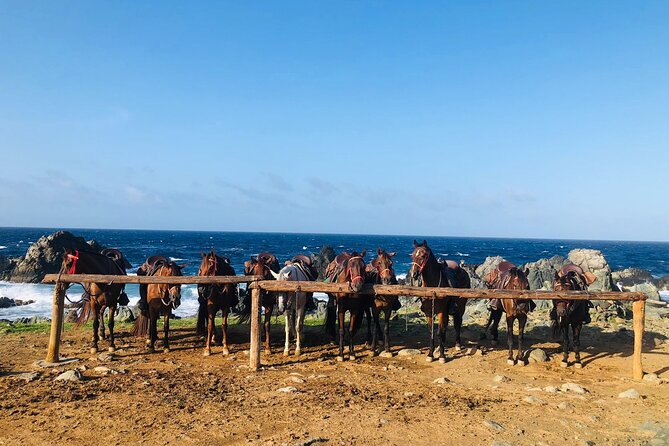 Horseback Ride Tour to Natural Pool in Arikok National Park - Who will enjoy this Aruba outing most