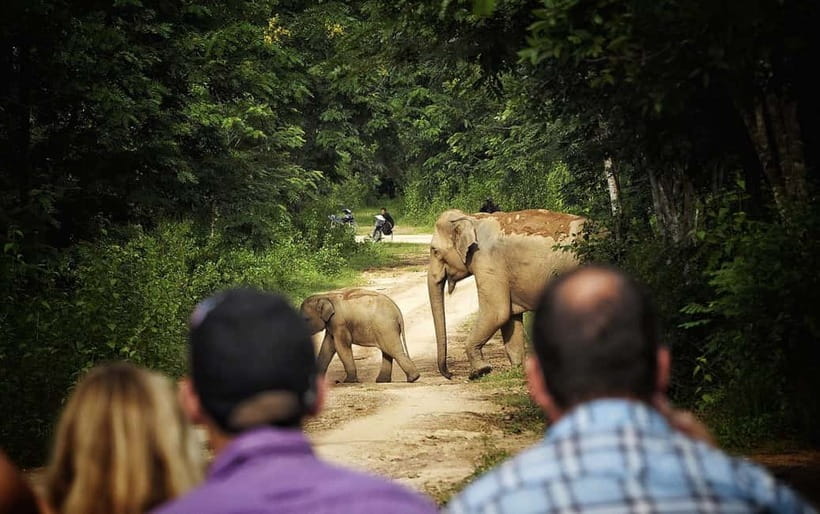 Hua Hin: Kui Buri National Park Wild Elephant Watching - Key points before you book
