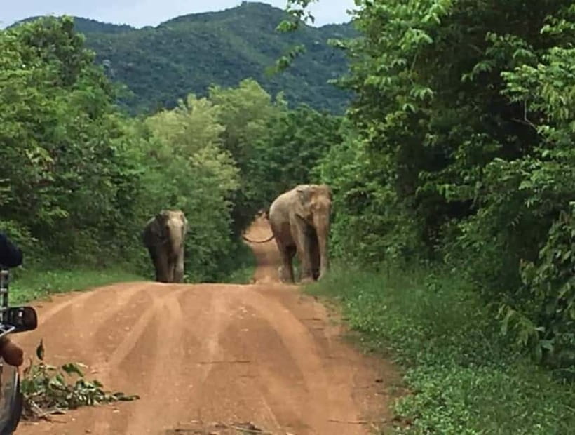 Hua Hin: Kui Buri National Park Wild Elephant Watching - What you may see between 3:30 and 6:00 pm