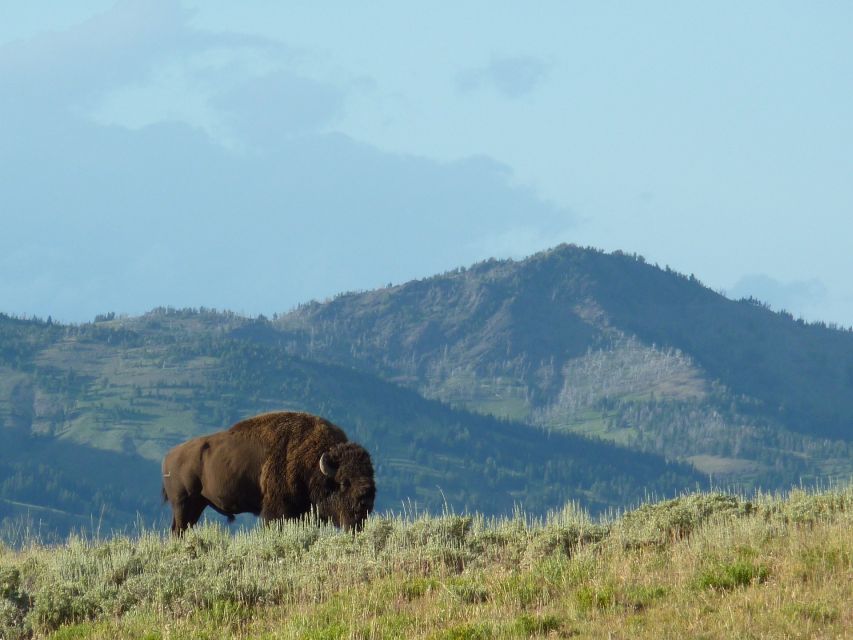 Jackson: 2-Day Yellowstone National Park Tour with Lunches - What the guides add to the experience