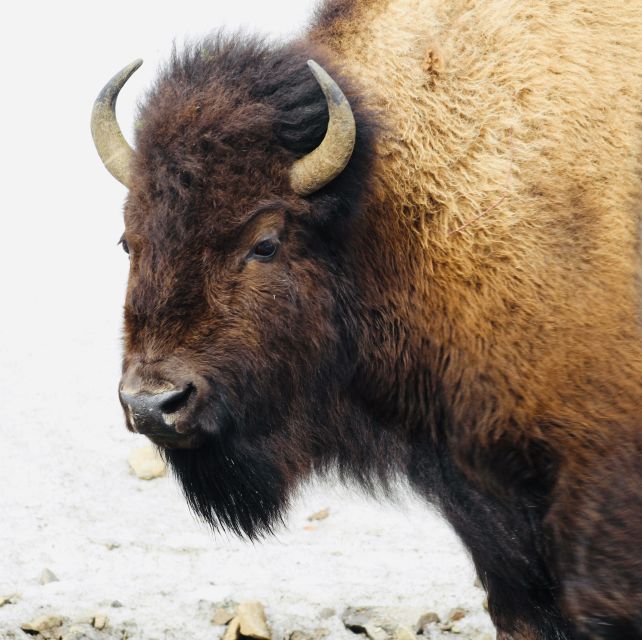 Jackson: 2-Day Yellowstone National Park Tour with Lunches - Who should book this Yellowstone tour?