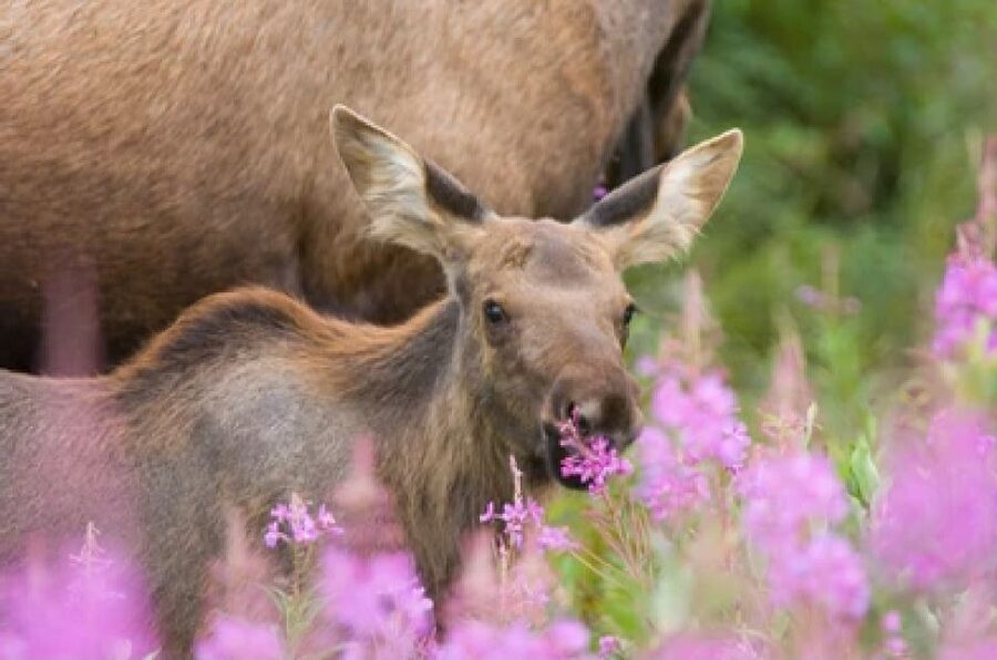 Jackson: Grand Teton National Park Guided Wildlife Tour - Key points to know before you book