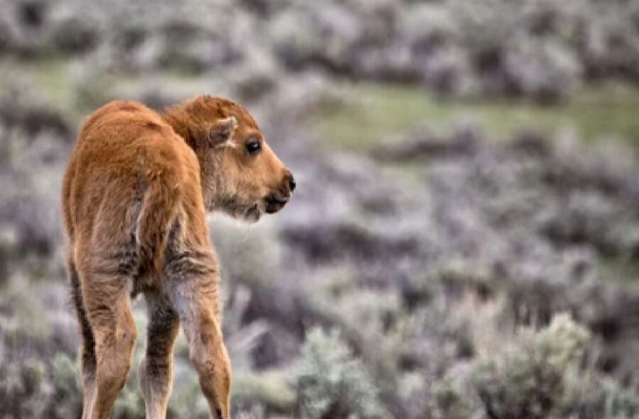 Jackson: Grand Teton National Park Guided Wildlife Tour - How to prepare for the best four hours