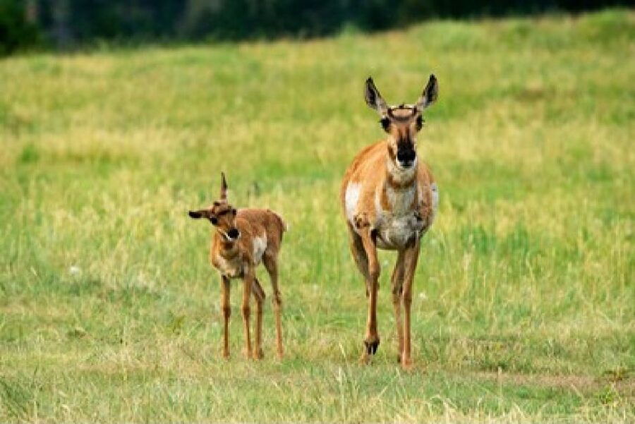 Jackson: Grand Teton National Park Guided Wildlife Tour - Why a four-hour wildlife safari works in Grand Teton