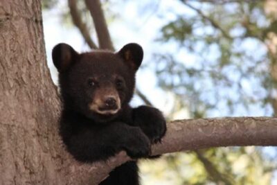 Jackson: Grand Teton National Park Guided Wildlife Tour