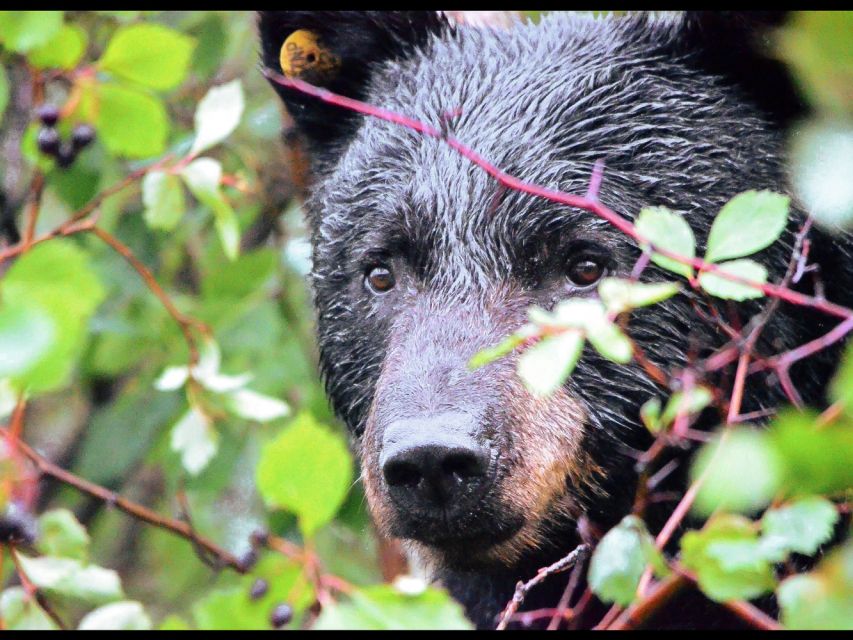 Jackson: Grand Teton National Park Guided Wildlife Tour - Searching for moose, elk, bison, and bears