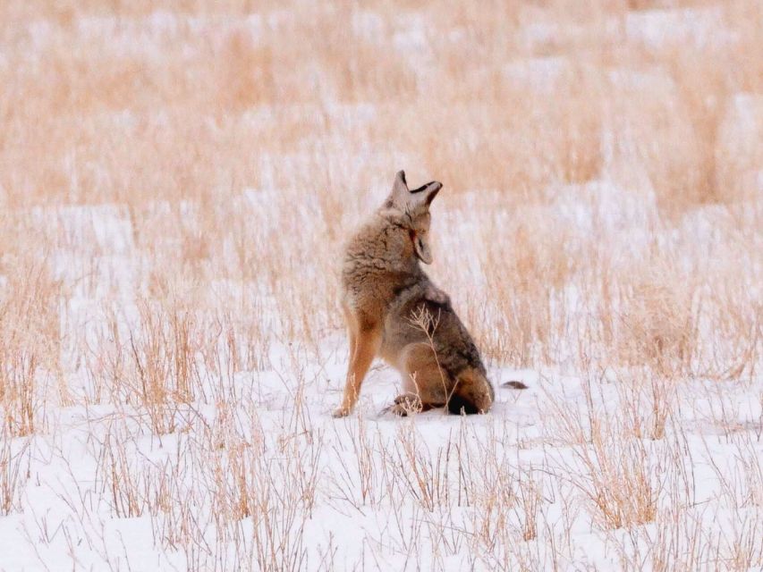 Jackson: Grand Teton National Park Guided Wildlife Tour - Birds add variety to the animal search