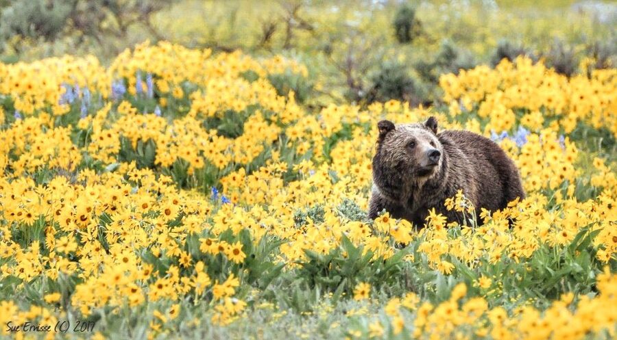 Jackson: Grand Teton National Park Guided Wildlife Tour - Short stops, safe viewing, and the optional walk