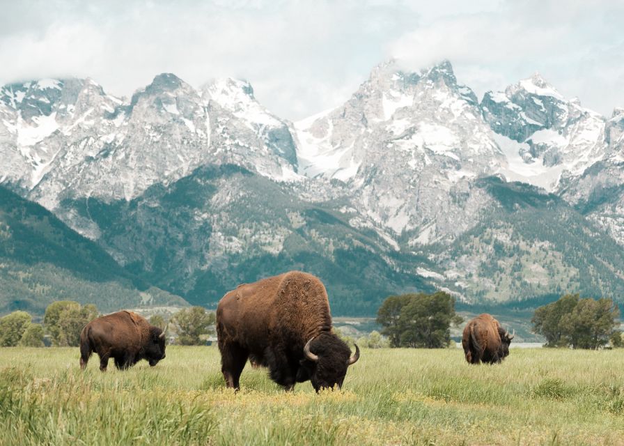 Jackson: Grand Teton National Park Guided Wildlife Tour - Snacks, drinks, and the real value of $159