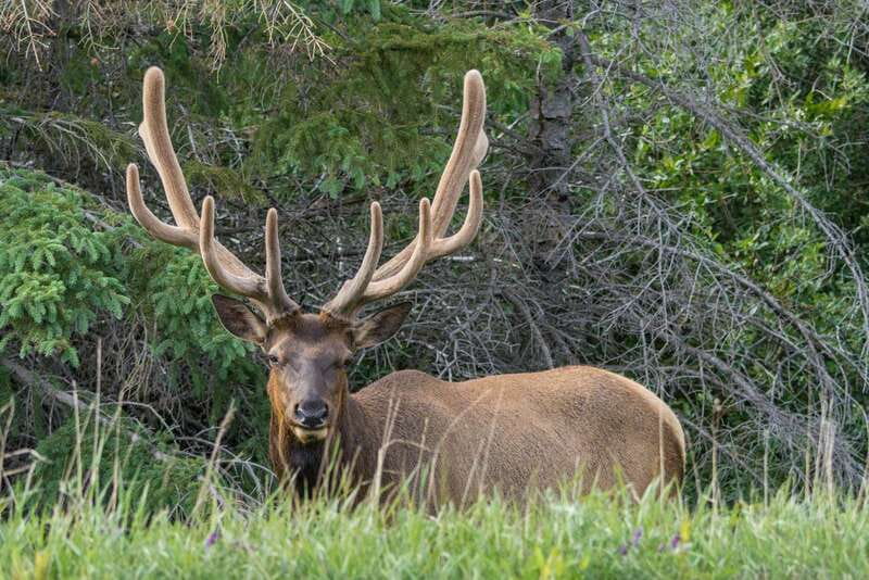Jasper National Park: Evening or Morning Wildlife Watch Tour - Key points before you book