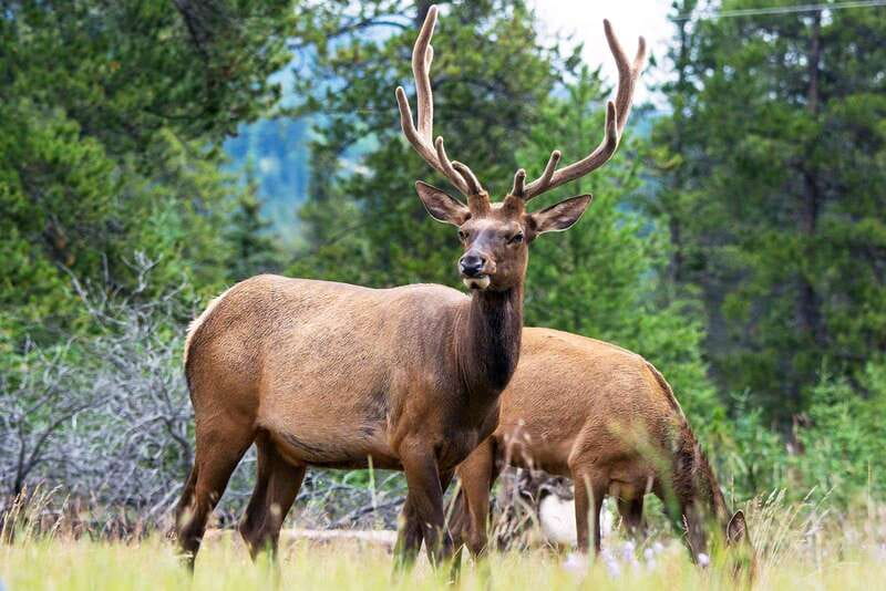 Jasper National Park: Evening or Morning Wildlife Watch Tour - Who should book this tour?