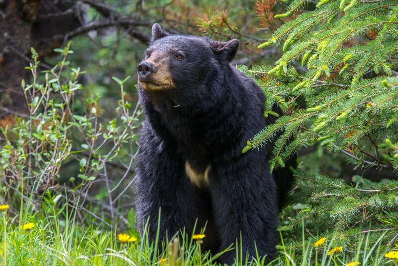 Jasper National Park: Evening or Morning Wildlife Watch Tour - What the three-hour Jasper wildlife tour is really like
