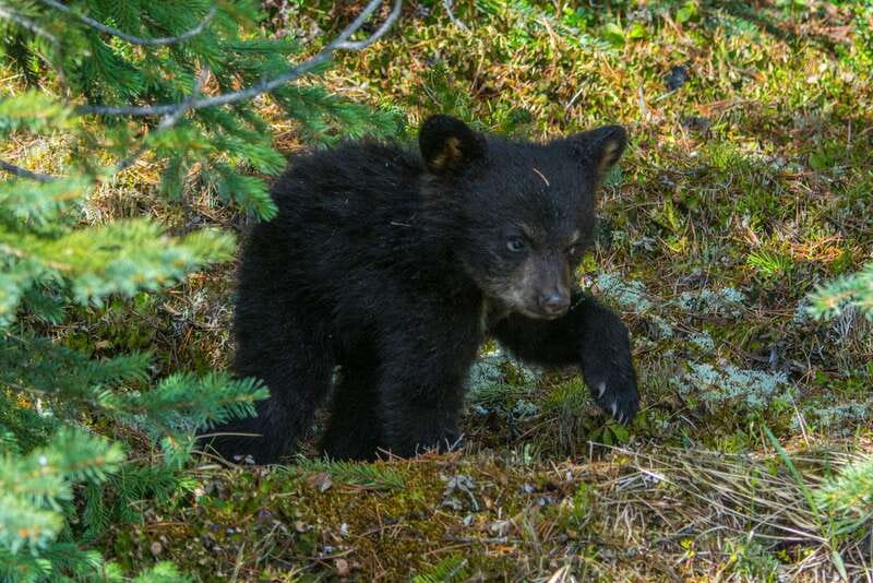 Jasper National Park: Evening or Morning Wildlife Watch Tour - The animals you might see in Jasper National Park