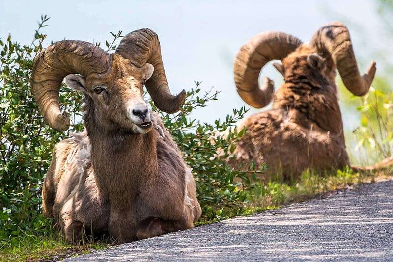 Jasper National Park: Evening or Morning Wildlife Watch Tour - Why the guides matter more than the vehicle