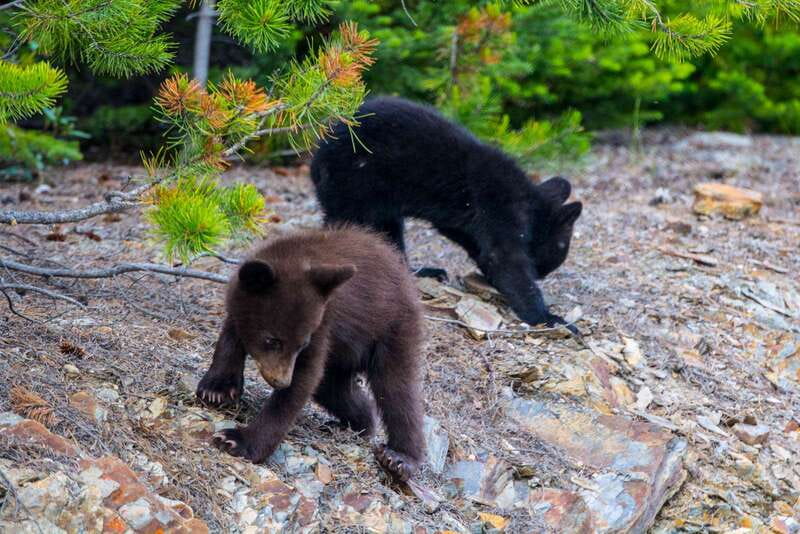 Jasper National Park: Evening or Morning Wildlife Watch Tour - The scenery is part of the price