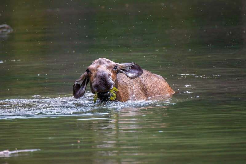 Jasper National Park: Evening or Morning Wildlife Watch Tour - Photography and viewing from the minibus