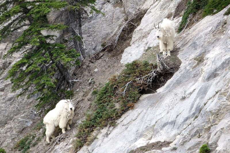 Jasper National Park: Evening or Morning Wildlife Watch Tour - Is $63 a fair price?