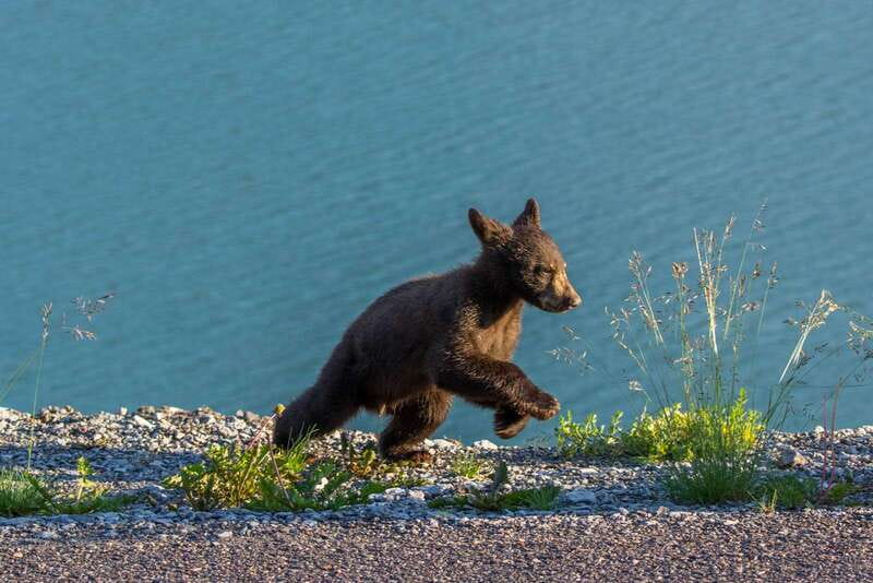 Jasper National Park: Evening or Morning Wildlife Watch Tour - Morning or evening: which departure should you choose?