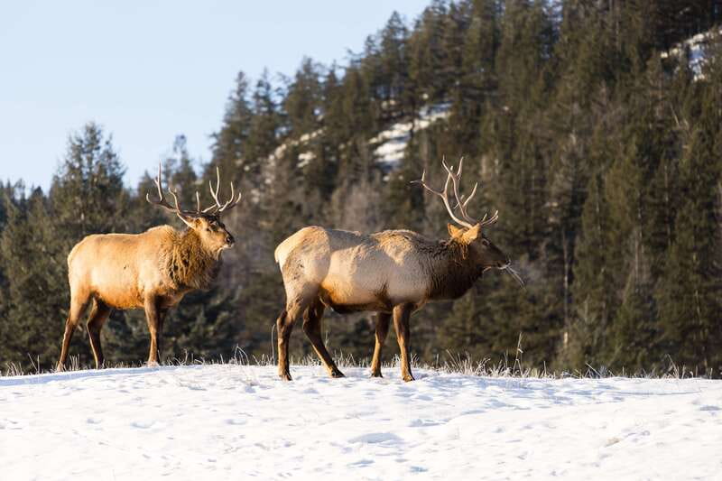 Jasper: Winter Wildlife Bus Tour in Jasper National Park - Key things to know before you book