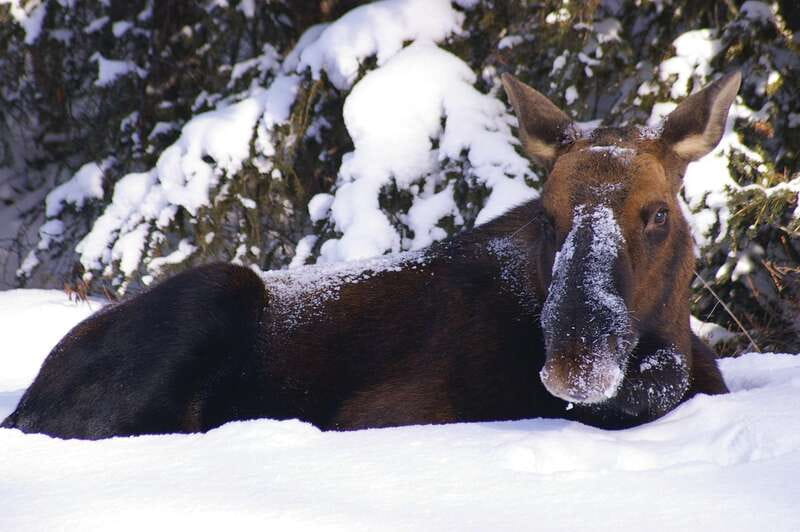 Jasper: Winter Wildlife Bus Tour in Jasper National Park - Why this Jasper wildlife tour works in winter