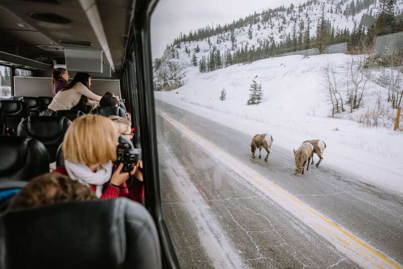 Jasper: Winter Wildlife Bus Tour in Jasper National Park - The drive through Jasper National Park