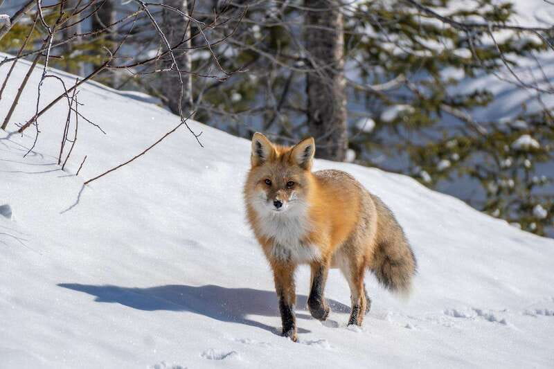 Jasper: Winter Wildlife Bus Tour in Jasper National Park - Why the guide can make or break the morning