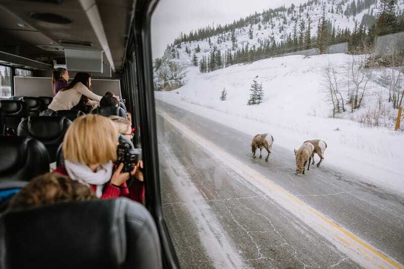 Jasper: Winter Wildlife Bus Tour in Jasper National Park - Comfort, walking, and winter practicality