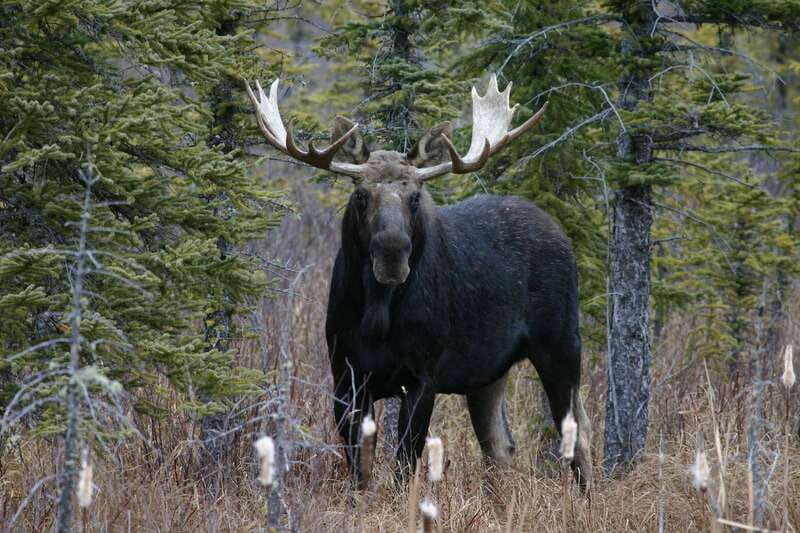 Jasper: Winter Wildlife Bus Tour in Jasper National Park - Is $62 a good deal?