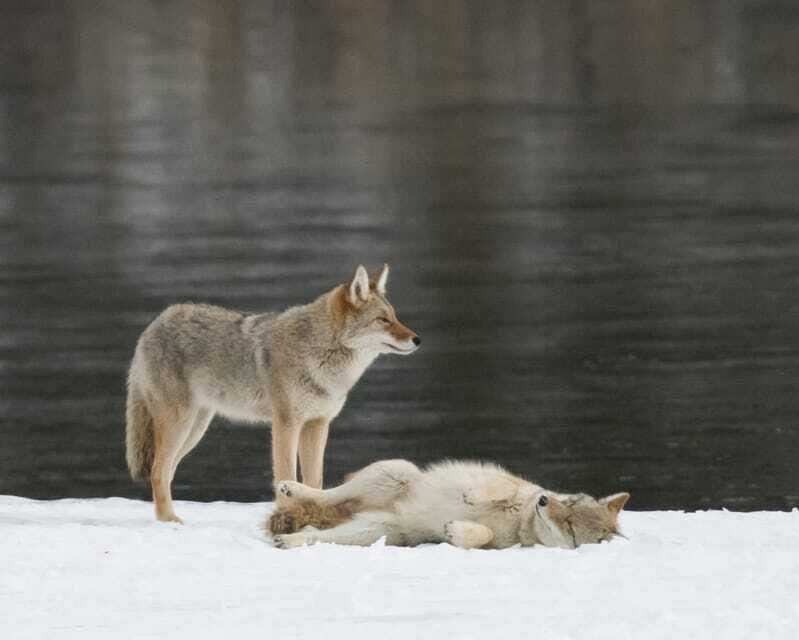 Jasper: Winter Wildlife Bus Tour in Jasper National Park - Who will enjoy this experience most?