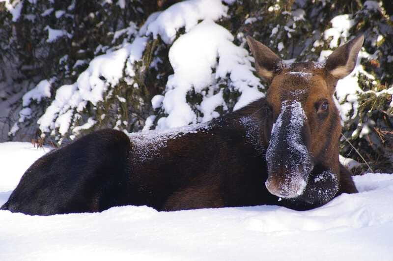 Jasper: Winter Wildlife Bus Tour in Jasper National Park - My practical verdict