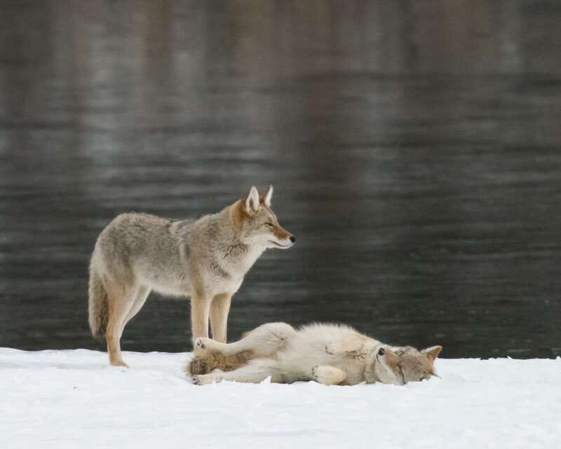 Jasper: Winter Wildlife Bus Tour in Jasper National Park - Meeting your guide in Jasper