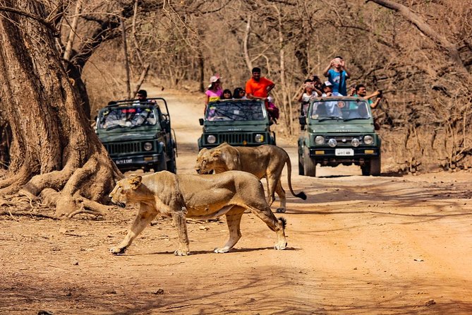 Jeep Safari - Gir National Park, Gujarat, India - Key points to know before you book