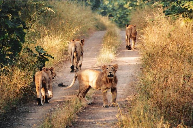 Jeep Safari - Gir National Park, Gujarat, India - Meeting at Hotel Annapurna in Sasan Gir