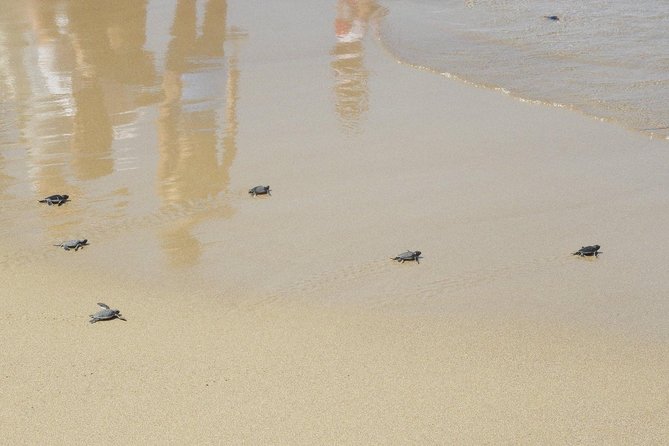 Jeep Safari to Akamas National Park: Avakas Gorge Tour from Paphos - Edro III shipwreck and the final sea view