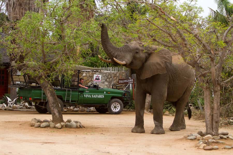 Johannesburg: 4-Day Classic Kruger National Park Safari - Day two: walking the bush with armed guides