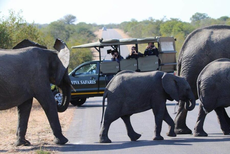 Johannesburg: 4-Day Classic Kruger National Park Safari - Day three: a full day inside Kruger