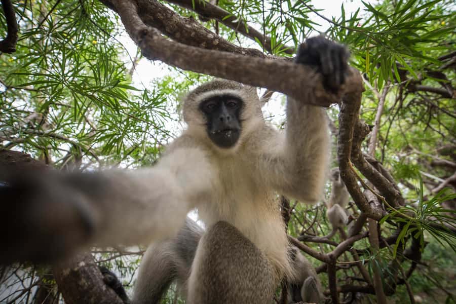 Johannesburg: 4-Day Classic Kruger National Park Safari - What the small group changes