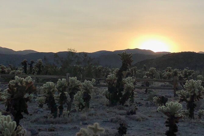 Joshua Tree National Park Driving Tour - What the guides add to the day