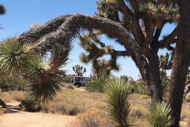 Joshua Tree National Park Driving Tour - Weather, comfort, and what to bring