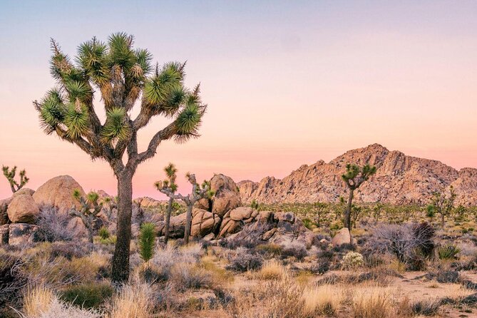 Joshua Tree National Park Offroad Tour - Key points at a glance