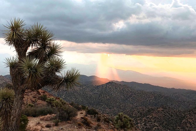 Joshua Tree National Park Scenic Tour - Intersection Rock and the park’s climbing culture