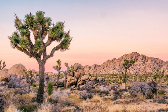 Joshua Tree National Park Self-Guided Driving Audio Tour - Joshua Tree town and the two-desert setting