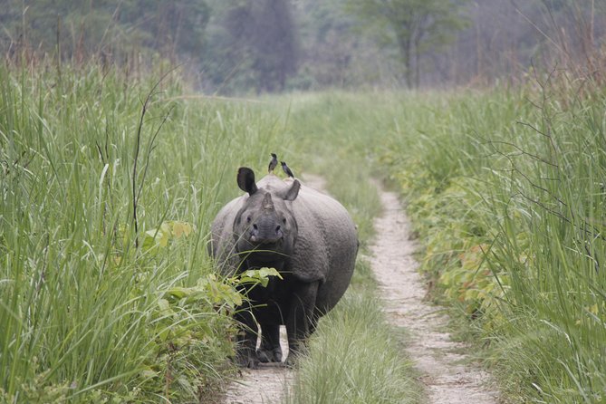 Jungle Towernight Stay In Chitwan National Park ,nepal-2 Nights 3 Days Package - The guides are central to the experience