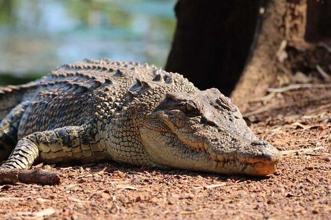 Kakadu Wildlife Escape Fogg Dam or Crocodile Cruise from Darwin - Key points before you book