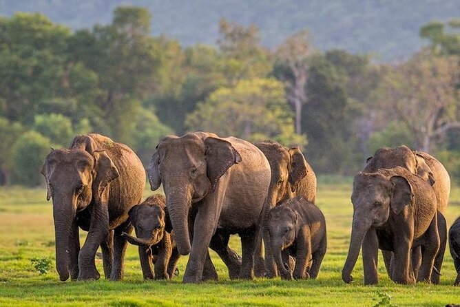 Kaudulla National Park Safari | Jeep with Tickets - Key points before you book