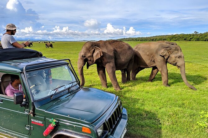 Kaudulla National Park Safari | Jeep with Tickets - Why Kaudulla is known for elephants